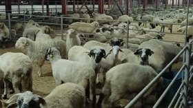 الأغنام الأجنبية تصل إلى مذابح شرق البلاد دون الـ2000 دج