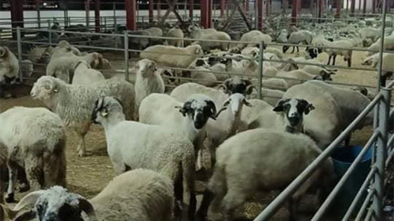 الأغنام الأجنبية تصل إلى مذابح شرق البلاد دون الـ2000 دج