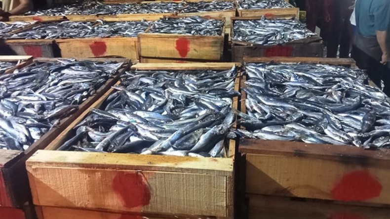 ولاية تموشنت تصدر 200 طن من الأسماك نحو أوروبا