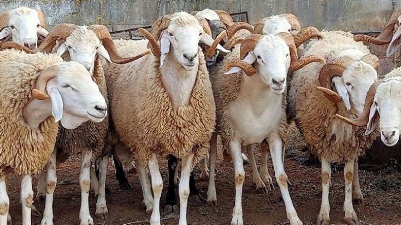 خطوة استباقية تحسبا لعيد الأضحى المبارك