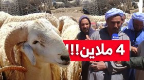 مــوال من سـوق المواشي بالمشرية: “الكبش لي كان يدير 5 ملاين راه بـ 4 ملاين”