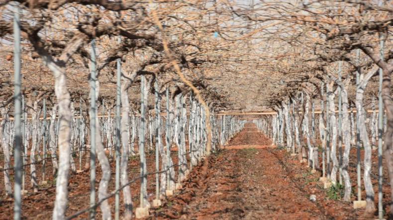 هذا موعد إطلاق ثالث إحصاء عام للفلاحة في تاريخ الجزائر
