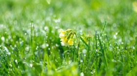 نعمة الرّبيع.. ونقمة الخلوات!