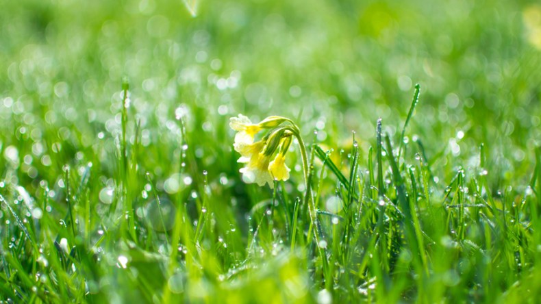 نعمة الرّبيع.. ونقمة الخلوات!