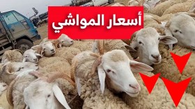 موالون يؤكدون تراجع أسعار المواشي