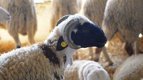 عشية عيد الأضحى.. الجفاف يطيح بأسعار المواشي في تيارت