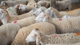 سوق الخروب يبشر بعيد أضحى أقل “حدّة” من المواسم السابقة