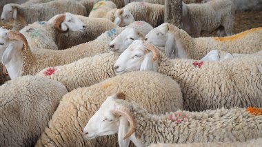 النعامة.. تراجع أسعار المواشي بعد إعادة فتح سوق المشرية