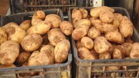 أسعار البطاطا إلى تراجع.. ووزارة الفلاحة تطرح 15 ألف طن في الأسواق