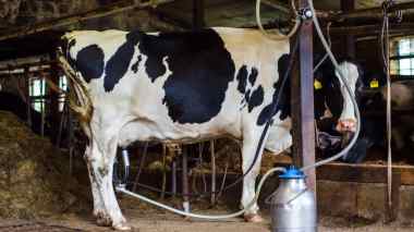 Production de lait en Algérie: Lancement d’un mégaprojet algéro-qatari pour répondre à 50% des besoins nationaux