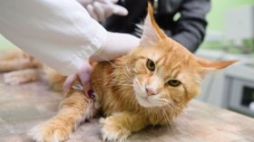 تعرّف على الأمراض التي تنقلها القطط للإنسان؟