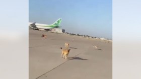 كلاب ضالة في مطار الجزائر الدولي.. هذه حقيقة الفيديو الذي روجه مغاربة!