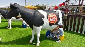 هذه قصة نجاح “بلدنا” القطرية في إنتاج الحليب