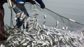 تراجع الثروة السمكية في أعالي البحار و”الفاو” توصي بتربية المائيات