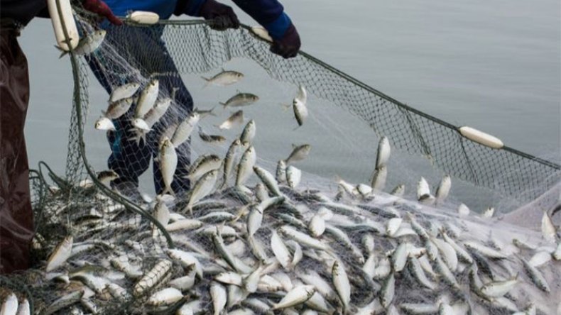 تراجع الثروة السمكية في أعالي البحار و”الفاو” توصي بتربية المائيات