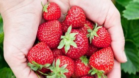 ماذا يحدث لجسمك عند تناول الفراولة كل يوم؟