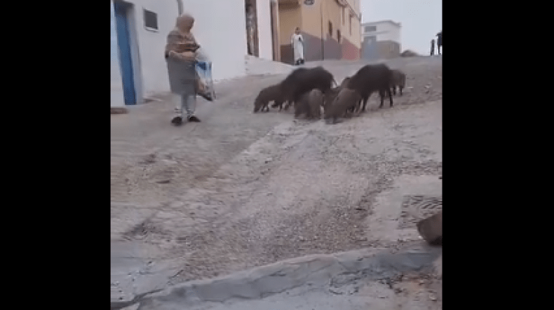 فيديو لمغربية تطعم قطيع خنازير برية يثير ضجة واسعة!