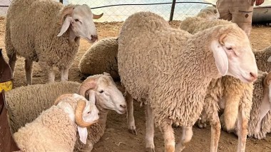 Importation de moutons de Roumanie pour casser les prix à l’approche de l’Aïd: L’ALVIAR réagit à la polémique