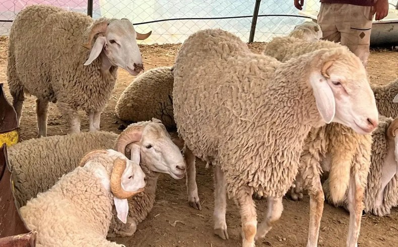 Importation de moutons de Roumanie pour casser les prix à l’approche de l’Aïd: L’ALVIAR réagit à la polémique