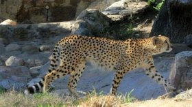 ظهور الفهد الصحراوي بمنطقة التاسيلي