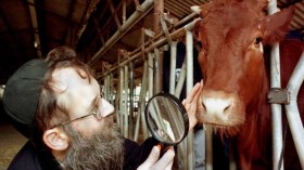 مخطط هدم الأقصى وبناء الهيكل الثالث بعد ظهور الأبقار الحمراء.. ماذا يحدث؟