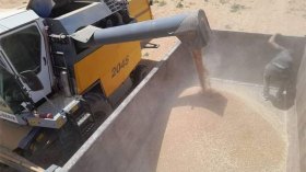 هذه الولايات الأكثر إنتاجا للقمح وقد يتجاوز 40 مليون قنطارا