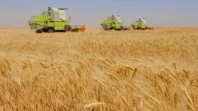 نحو إنتاج مليون قنطار من الحبوب في أدرار