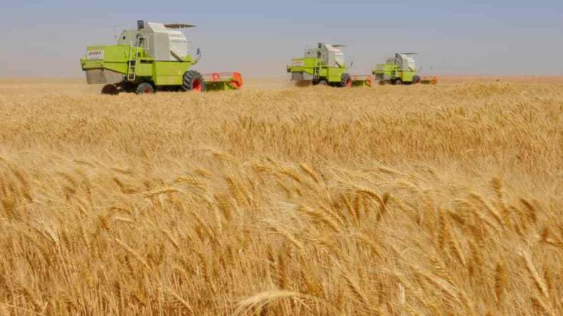 نحو إنتاج مليون قنطار من الحبوب في أدرار