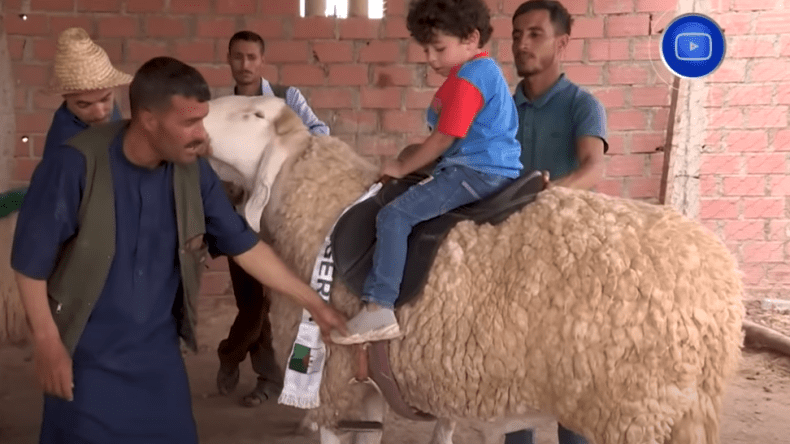 والي باتنة يستقبل مربّي أضخم سلالة كباش في المغرب العربي