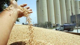 أوامر باستعجال إنجاز مخازن وصوامع القمح تحسّبًا للحصاد الوفير