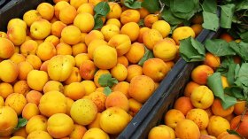 كل الظروف الطبيعية ترشح الجزائر عالميا لاحتلال المرتبة الأولى في انتاج الفواكه