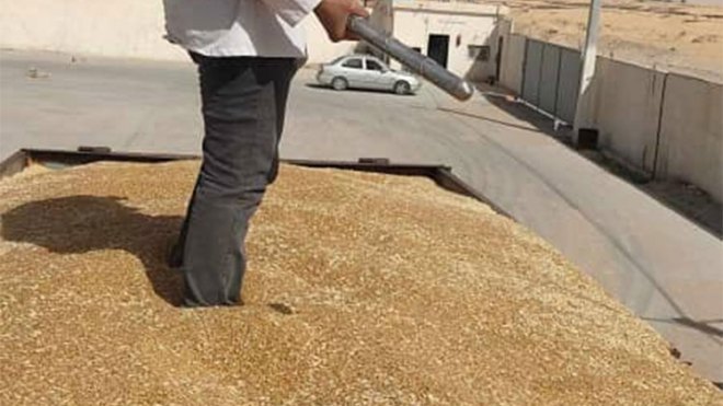 ديوان الحبوب يستقبل كميات معتبرة وموسم الحصاد سيكون مرضيا