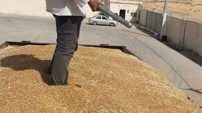 ديوان الحبوب يستقبل كميات معتبرة وموسم الحصاد سيكون مرضيا