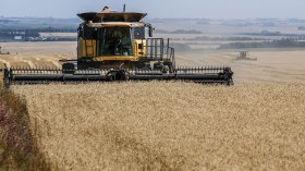 36 ألف هكتار للإيطاليين لإنتاج القمح والبذور بالصحراء