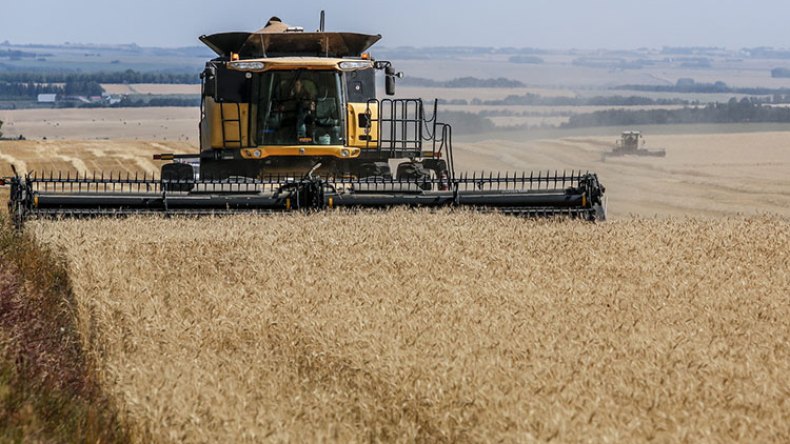 36 ألف هكتار للإيطاليين لإنتاج القمح والبذور بالصحراء