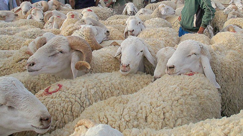 أسواق الماشية في حاجة إلى تنظيم لإنهاء جشع السماسرة ومنطق المضاربة