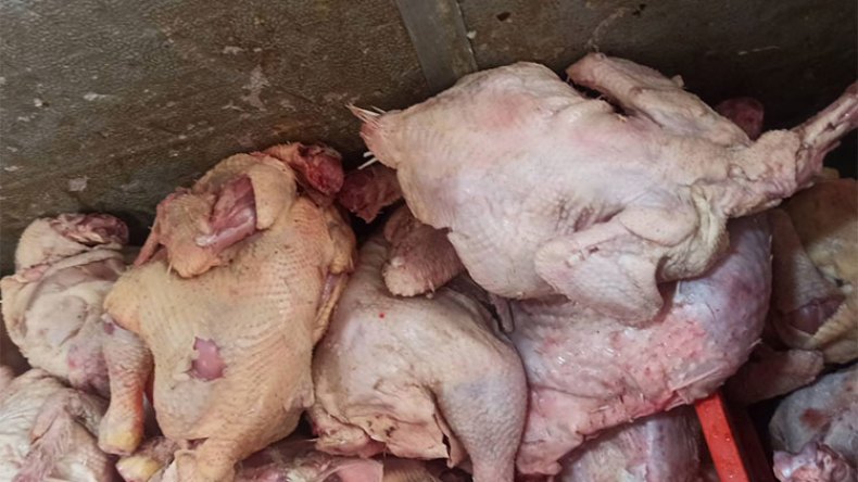 ضبط 27 قنطارا من الدجاج الفاسد في مزرعة بوهران