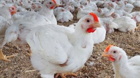 لا مخاوف من الدجاج “الثقيل”.. وهذه تقنيات تسمينه صحيا