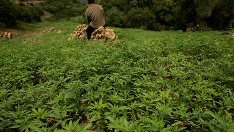 مضاعفة مساحات إنتاج المغرب لـ”الزطلة” بـ9 مرات