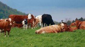 مقترحات بإنشاء بنوك رقمية للإحصاء الفلاحي