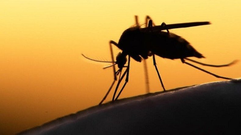 ظهور الملاريا.. وزارة الصحة تدعو إلى تفعيل اليقظة