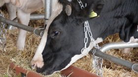 وزارة الفلاحة تطمئن مربّي الأبقار