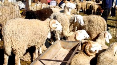 Aid El-Adha: Deux points supplémentaires de vente de bétail à Alger