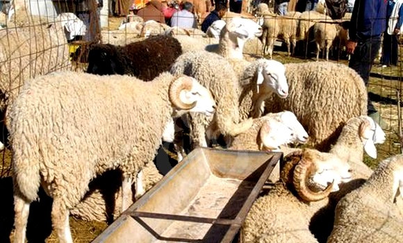 Aid El-Adha: Deux points supplémentaires de vente de bétail à Alger