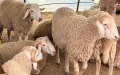 هكذا نتعامل مع الأضحية أياما قبل عيد الأضحى