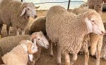 هكذا نتعامل مع الأضحية أياما قبل عيد الأضحى