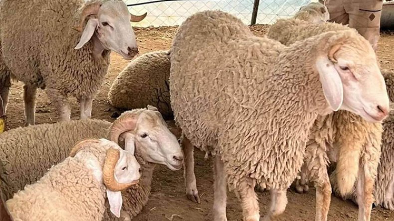 هكذا نتعامل مع الأضحية أياما قبل عيد الأضحى