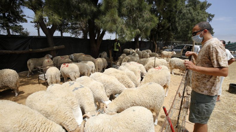 “ألفيار” تعرض أضاحي العيد بأسعار معقولة وتهافت للعائلات