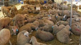 L’Aïd El Adha célébré le dimanche 16 juin