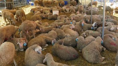 L’Aïd El Adha célébré le dimanche 16 juin